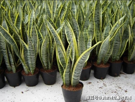 衛(wèi)生間養(yǎng)綠植影響風(fēng)水_衛(wèi)生間可以養(yǎng)什么綠植_衛(wèi)生養(yǎng)間綠植可以放陽臺(tái)嗎