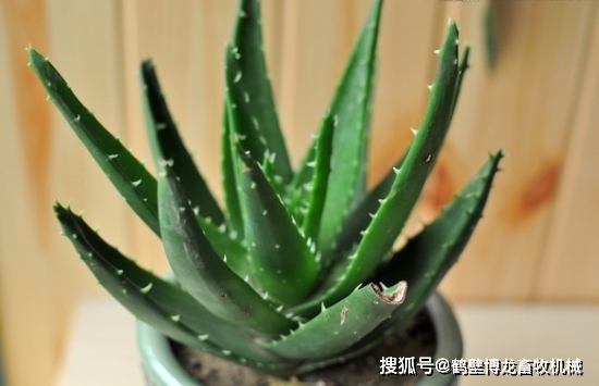 衛(wèi)生養(yǎng)間綠植可以放陽臺(tái)嗎_衛(wèi)生間養(yǎng)綠植影響風(fēng)水_衛(wèi)生間可以養(yǎng)什么綠植