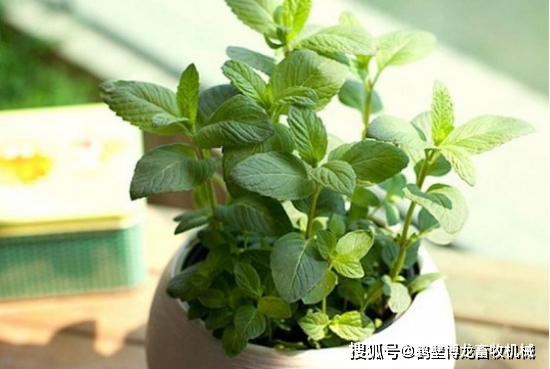 衛(wèi)生養(yǎng)間綠植可以放陽臺(tái)嗎_衛(wèi)生間可以養(yǎng)什么綠植_衛(wèi)生間養(yǎng)綠植影響風(fēng)水