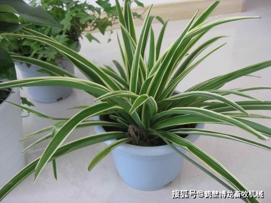 衛(wèi)生間養(yǎng)綠植影響風(fēng)水_衛(wèi)生養(yǎng)間綠植可以放陽臺(tái)嗎_衛(wèi)生間可以養(yǎng)什么綠植