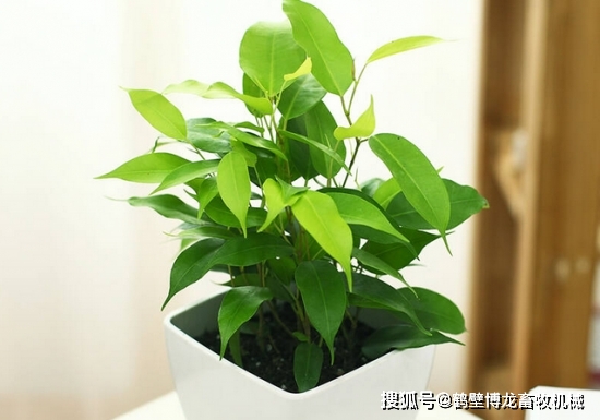 衛(wèi)生間可以養(yǎng)什么綠植_衛(wèi)生間養(yǎng)綠植影響風(fēng)水_衛(wèi)生養(yǎng)間綠植可以放陽臺(tái)嗎