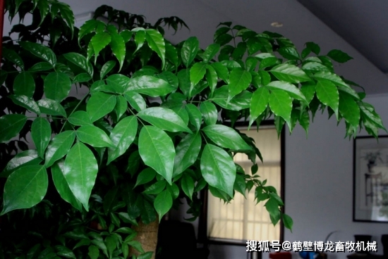 衛(wèi)生間養(yǎng)綠植影響風(fēng)水_衛(wèi)生養(yǎng)間綠植可以放陽臺(tái)嗎_衛(wèi)生間可以養(yǎng)什么綠植
