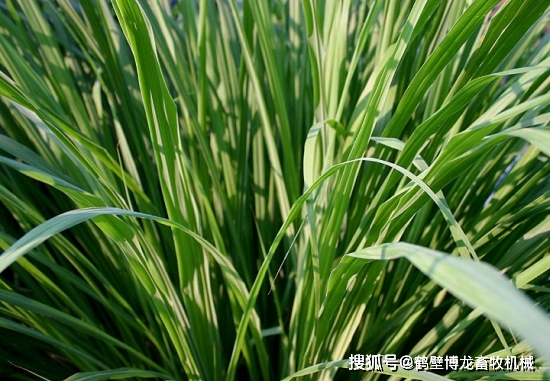 衛(wèi)生間養(yǎng)綠植影響風(fēng)水_衛(wèi)生間可以養(yǎng)什么綠植_衛(wèi)生養(yǎng)間綠植可以放陽臺(tái)嗎