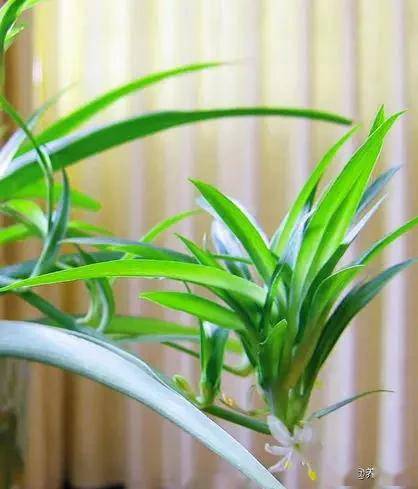 <strong>15種最好養的家居植物</strong>