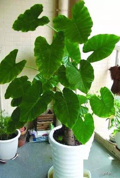 臥室綠植適合養什么花_適合臥室的綠植_臥室適合綠植嗎