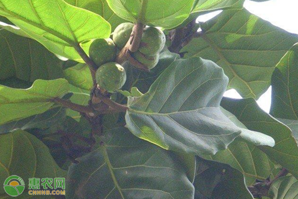 盤點好養的客廳綠植