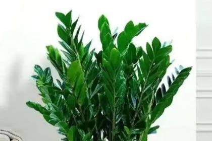 家里最旺財的十種植物 適合家里擺放的招財植物