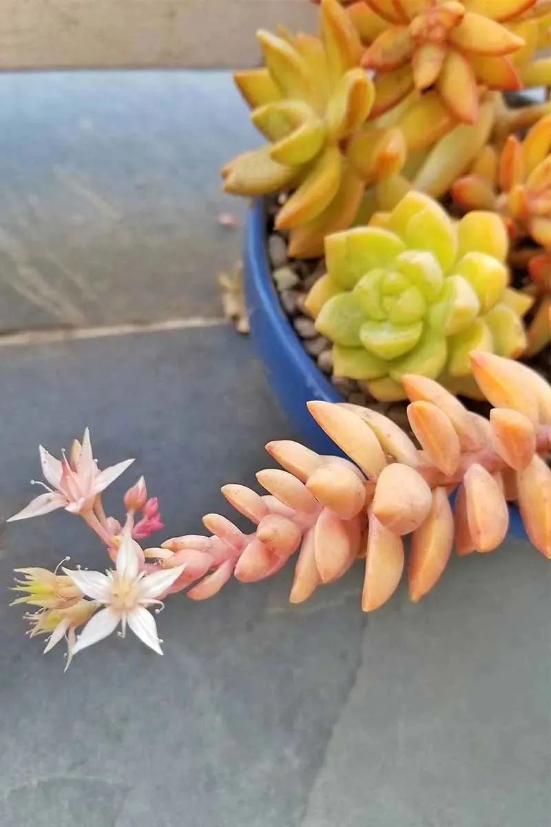 多個多肉植物_植物多肉作文300字優秀_植物多肉怎么養殖方法