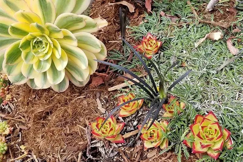 植物多肉怎么養殖方法_植物多肉作文300字優秀_多個多肉植物