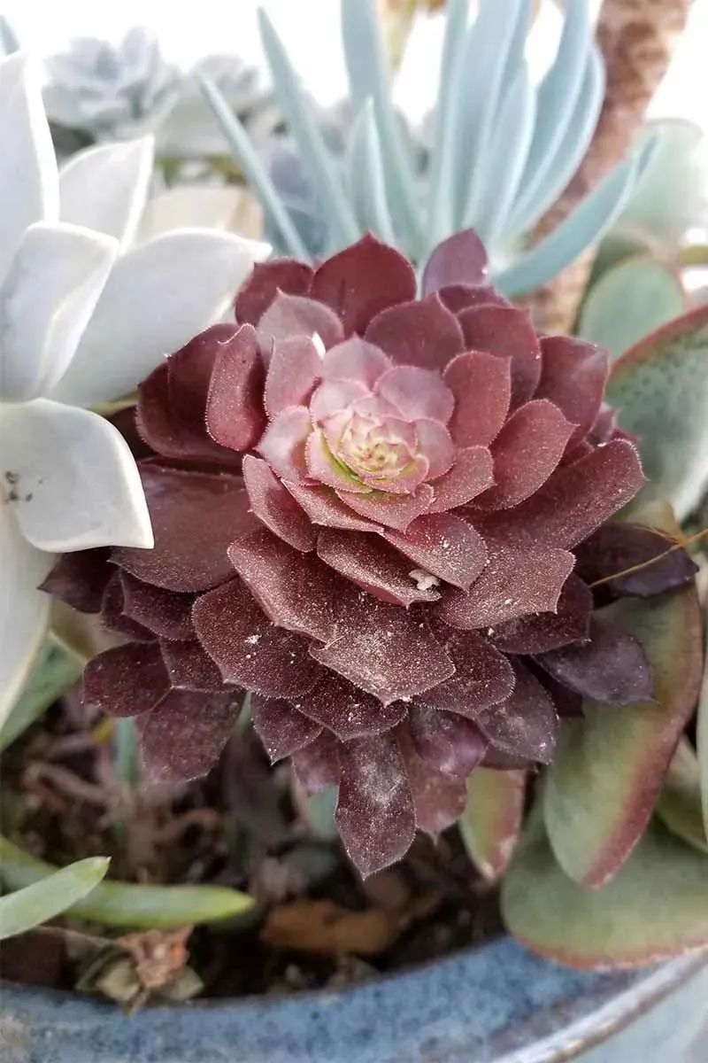 多個多肉植物_植物多肉怎么養殖方法_植物多肉作文300字優秀