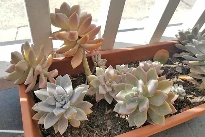 植物多肉作文300字優秀_植物多肉怎么養殖方法_多個多肉植物
