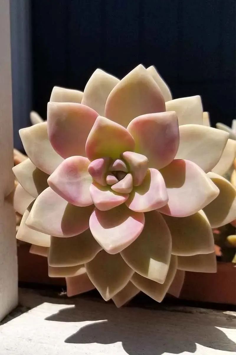 植物多肉怎么養殖方法_多個多肉植物_植物多肉作文300字優秀