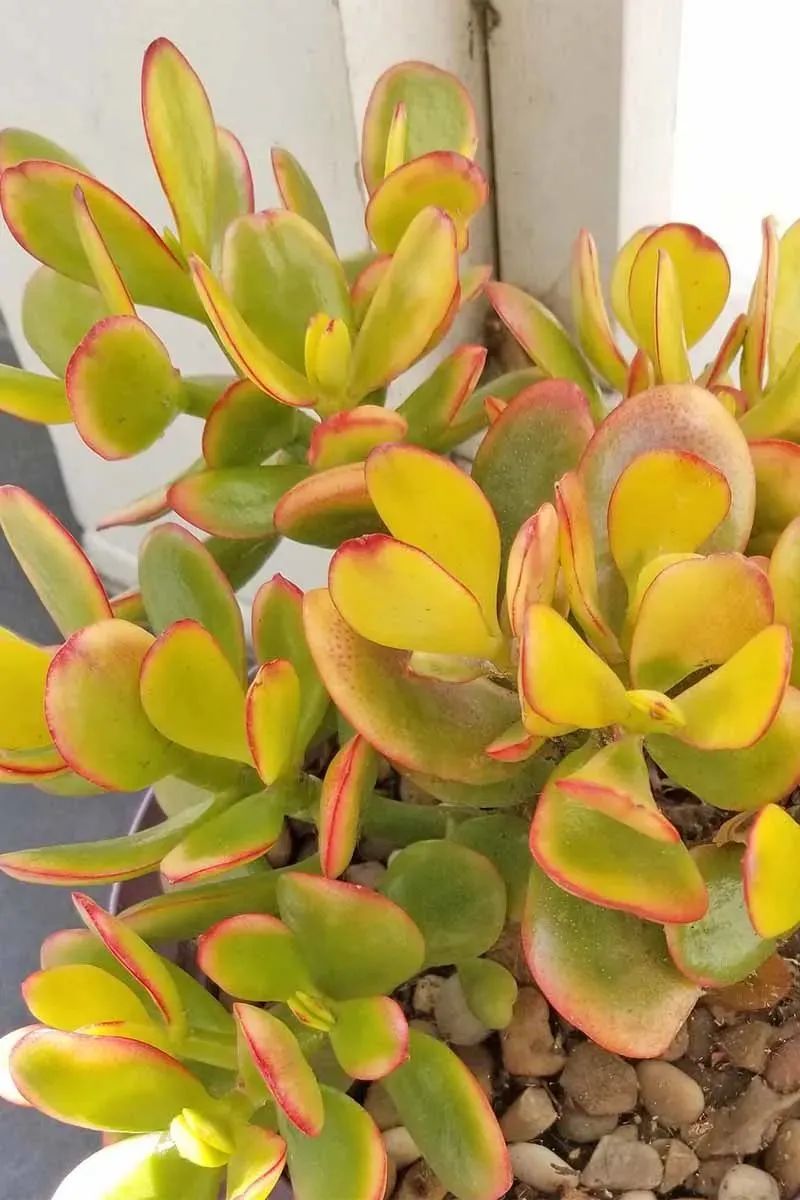 植物多肉作文300字優秀_植物多肉怎么養殖方法_多個多肉植物