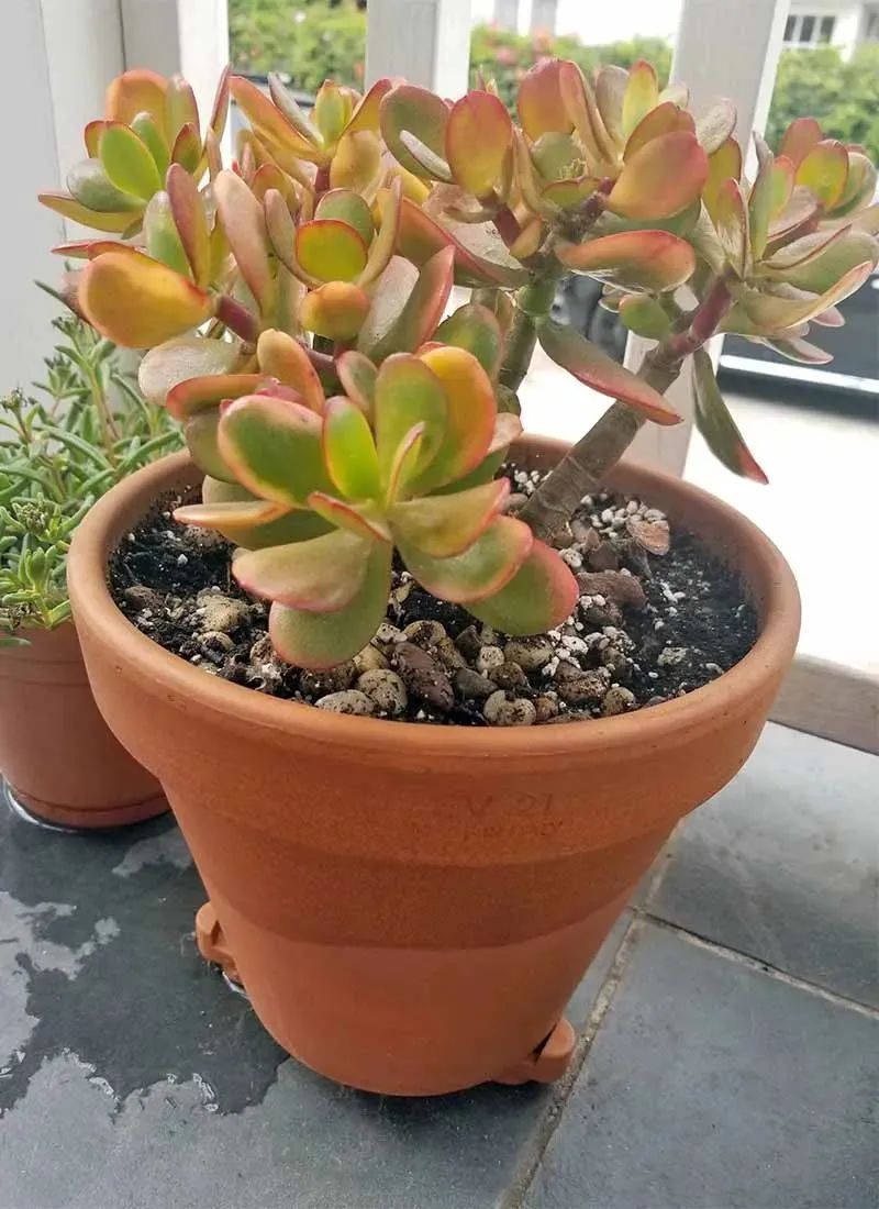植物多肉作文300字優秀_多個多肉植物_植物多肉怎么養殖方法