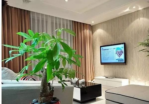客廳養什么植物風水好_客廳養植物的風水原則_客廳風水養植物好不好
