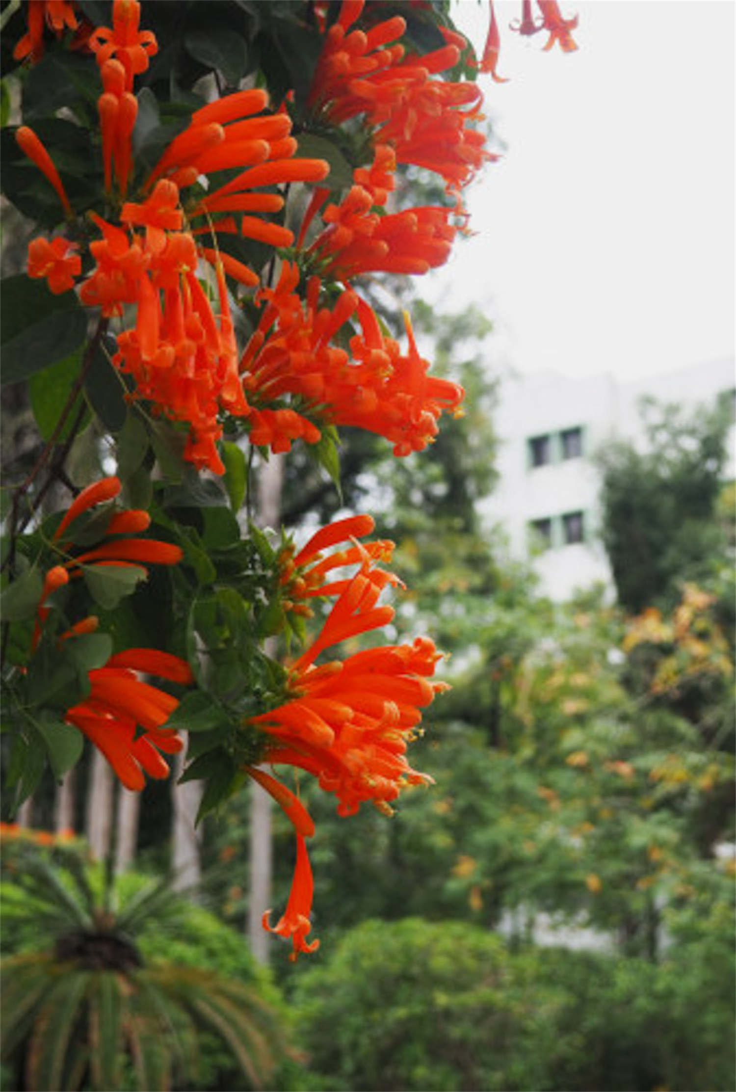 冬季養(yǎng)秋種花好還是春天_秋冬季節(jié)養(yǎng)花_秋冬季種什么花好養(yǎng)