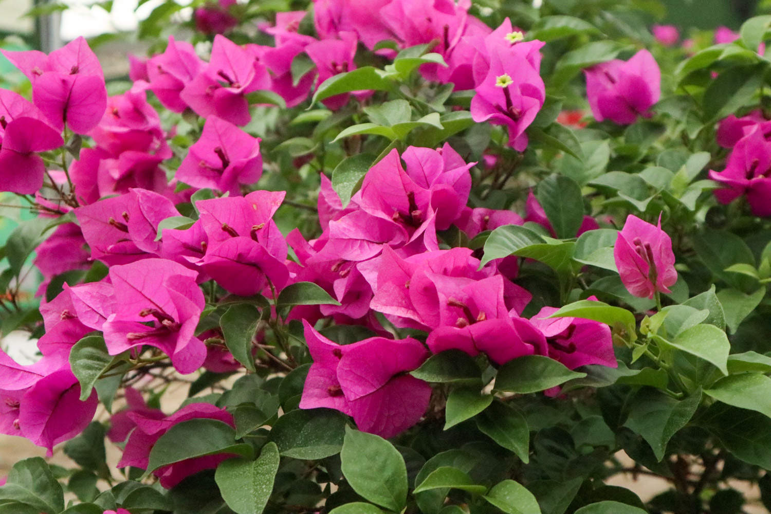 冬季養(yǎng)秋種花好還是春天_秋冬季種什么花好養(yǎng)_秋冬季節(jié)養(yǎng)花