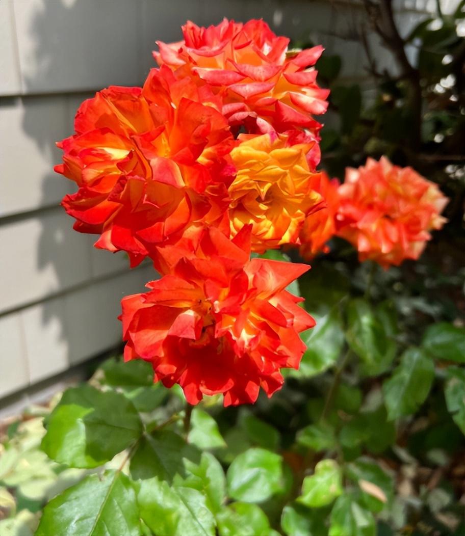 冬季養(yǎng)什么花_冬季養(yǎng)花的注意事項_冬季養(yǎng)花品種