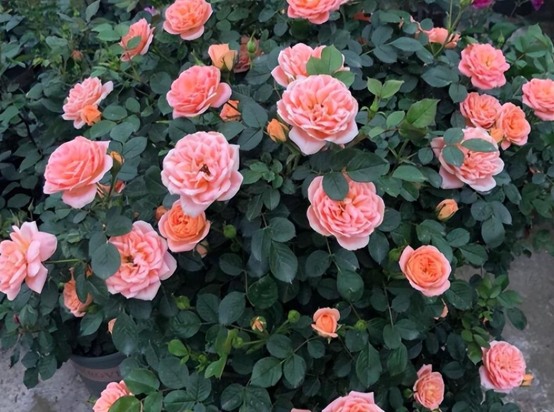 冬季養(yǎng)花品種_冬季養(yǎng)花的注意事項_冬季養(yǎng)什么花