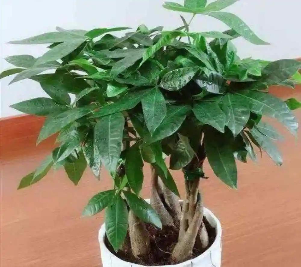冬季養(yǎng)什么花_冬季養(yǎng)花品種_冬季養(yǎng)花的注意事項