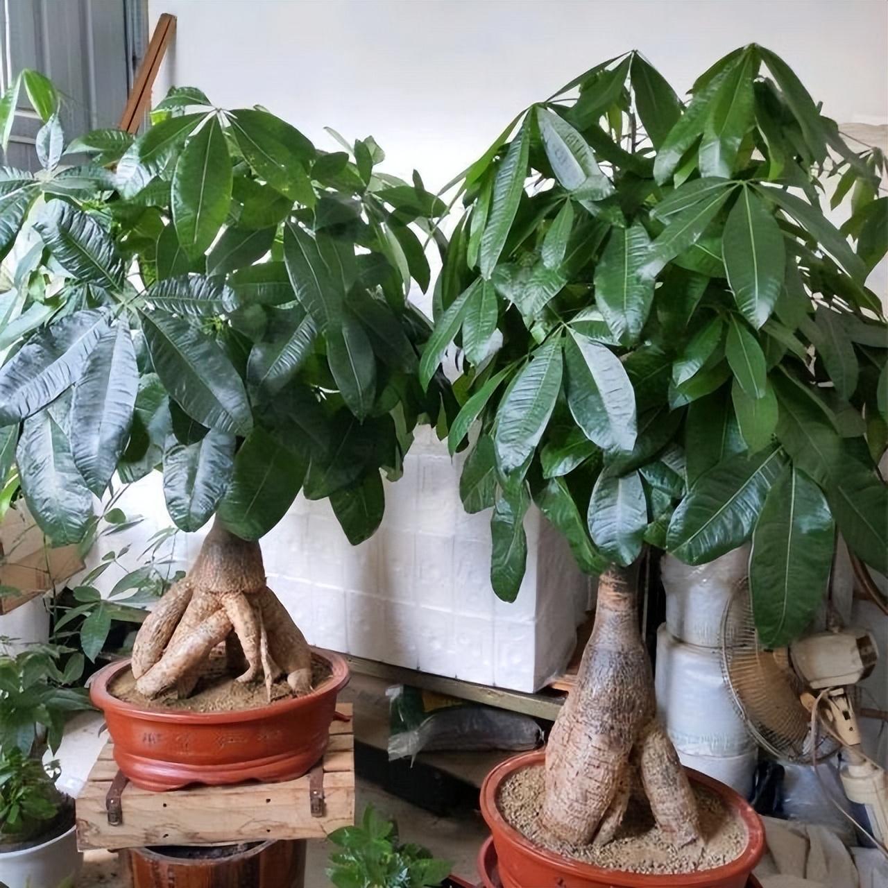 冬季養(yǎng)花品種_冬季養(yǎng)花的注意事項_冬季養(yǎng)什么花