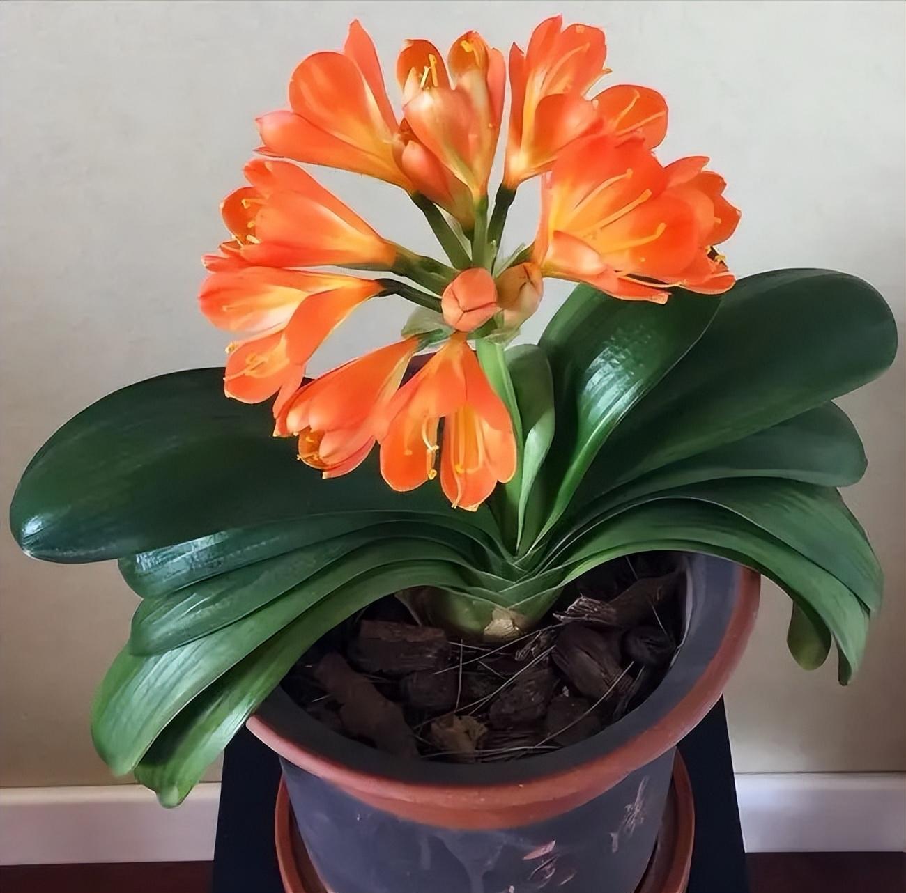 冬季養(yǎng)花品種_冬季養(yǎng)花的注意事項_冬季養(yǎng)什么花