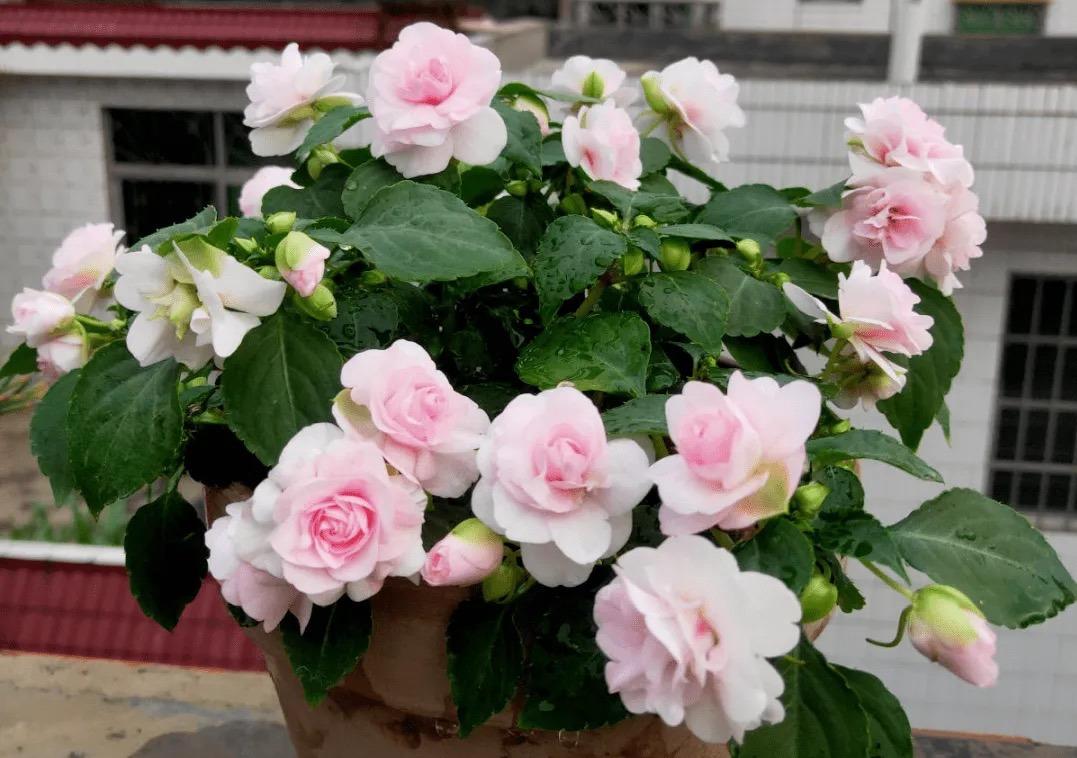 冬季養(yǎng)花的注意事項_冬季養(yǎng)什么花_冬季養(yǎng)花品種