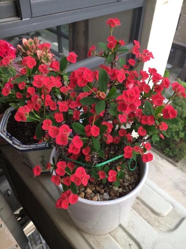 冬季養(yǎng)花品種_冬季養(yǎng)花的注意事項_冬季養(yǎng)什么花