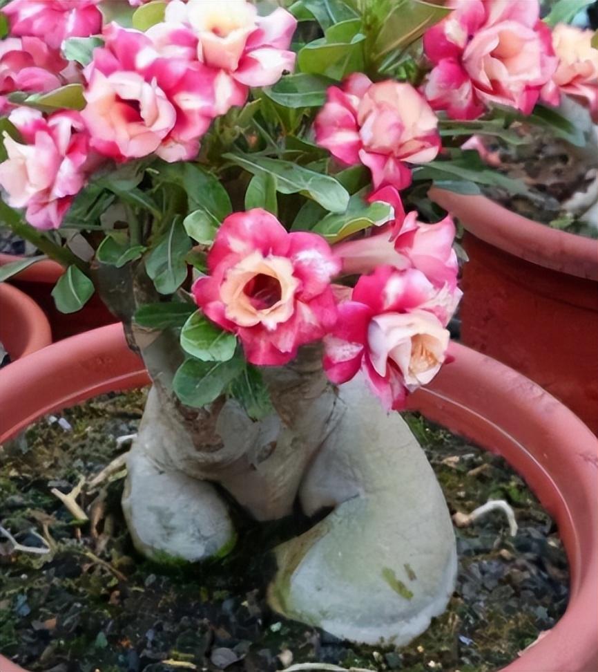冬季養(yǎng)什么花_冬季養(yǎng)花品種_冬季養(yǎng)花的注意事項