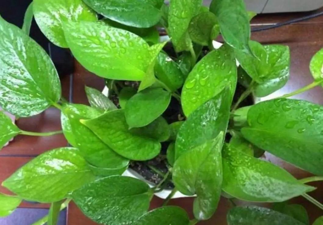 冬季養(yǎng)花品種_冬季養(yǎng)花的注意事項_冬季養(yǎng)什么花