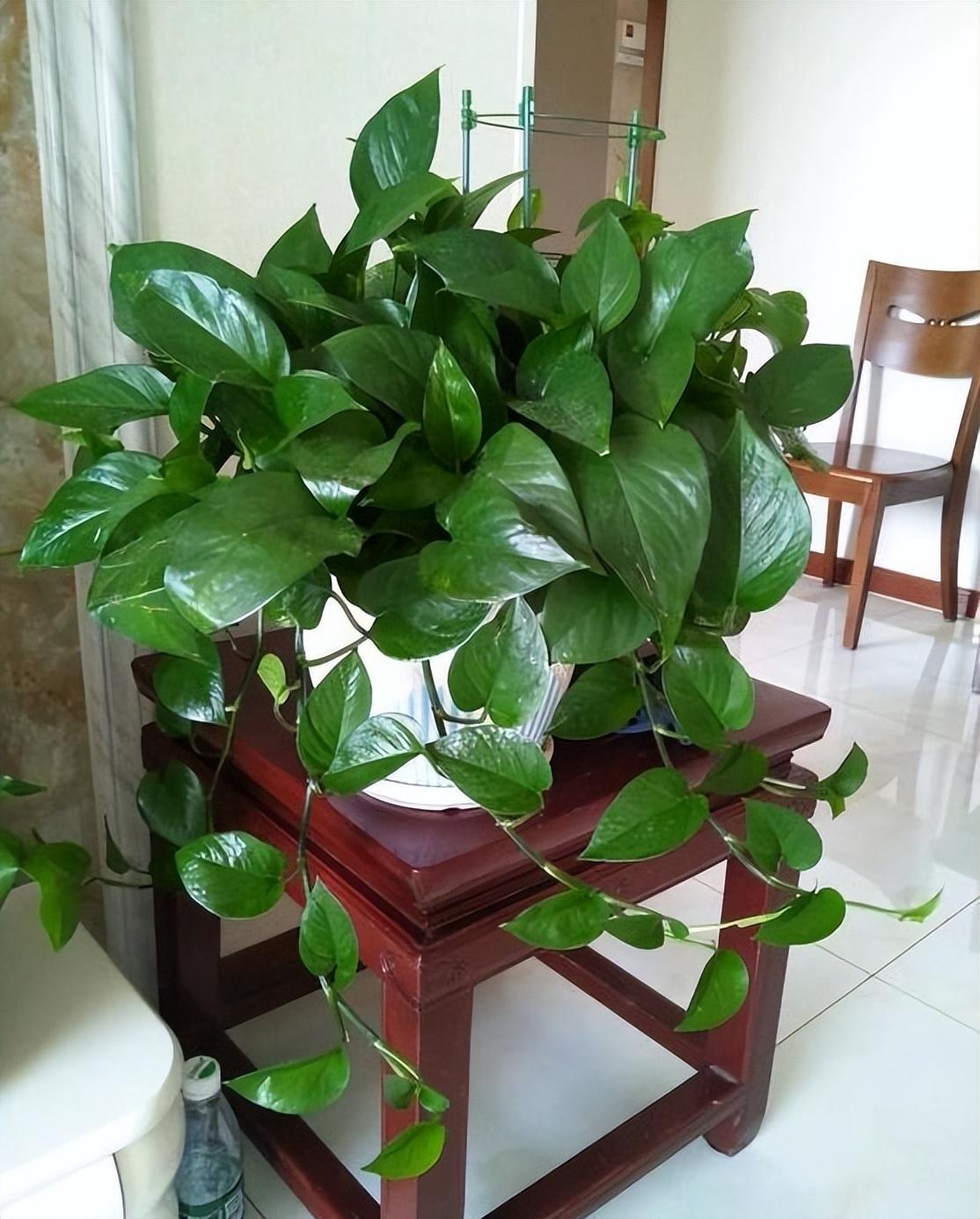 冬季養(yǎng)花的注意事項_冬季養(yǎng)什么花_冬季養(yǎng)花品種