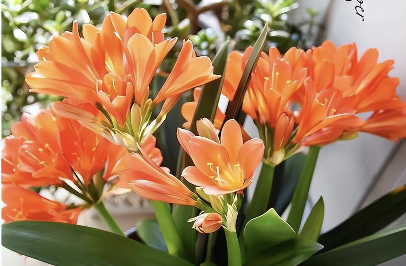 綠植種植_種植綠植的好處_種植綠植的勞動心得