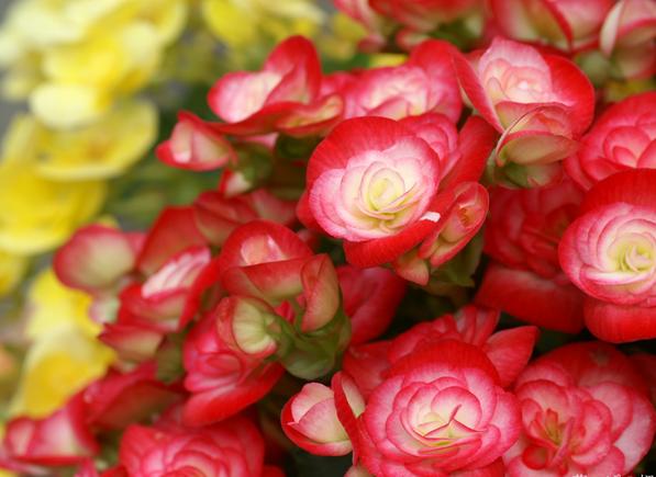 有什么花一年四季開花又好養(yǎng)的呢_開花四季養(yǎng)花好有哪些品種_四季開花好養(yǎng)