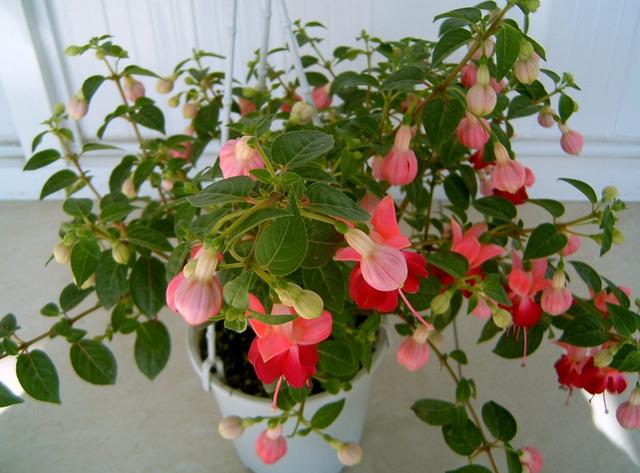 開花四季養(yǎng)花好有哪些品種_有什么花一年四季開花又好養(yǎng)的呢_四季開花好養(yǎng)