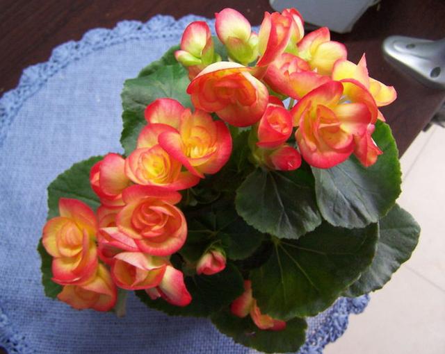 四季開花好養(yǎng)_有什么花一年四季開花又好養(yǎng)的呢_開花四季養(yǎng)花好有哪些品種