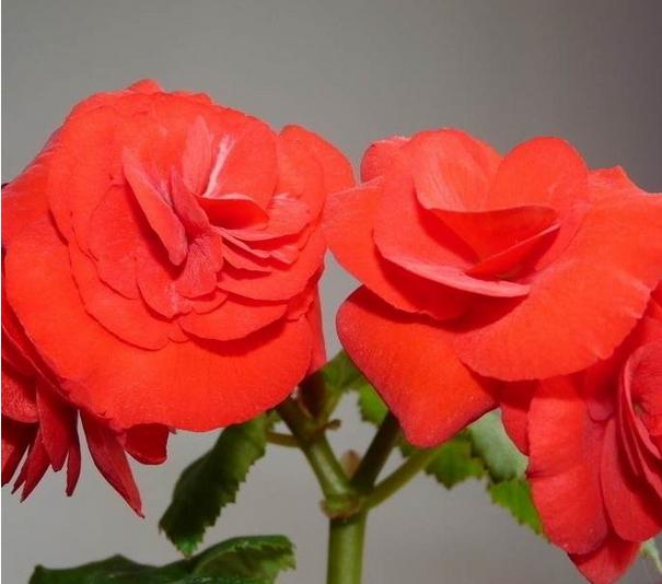 有什么花一年四季開花又好養(yǎng)的呢_開花四季養(yǎng)花好有哪些品種_四季開花好養(yǎng)