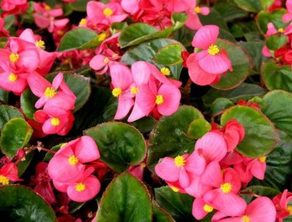 四季開花好養(yǎng)_有什么花一年四季開花又好養(yǎng)的呢_開花四季養(yǎng)花好有哪些品種