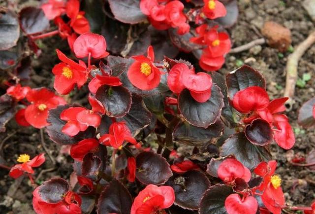 開花四季養(yǎng)花好有哪些品種_四季開花好養(yǎng)_有什么花一年四季開花又好養(yǎng)的呢