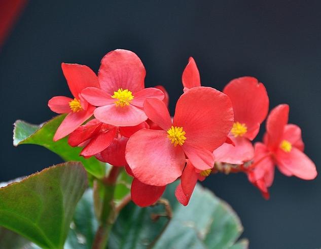 有什么花一年四季開花又好養(yǎng)的呢_開花四季養(yǎng)花好有哪些品種_四季開花好養(yǎng)