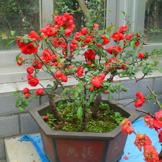 四季開花好養(yǎng)_有什么花一年四季開花又好養(yǎng)的呢_開花四季養(yǎng)花好有哪些品種