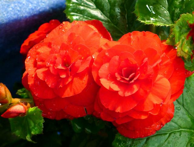 四季開花好養(yǎng)_開花四季養(yǎng)花好有哪些品種_有什么花一年四季開花又好養(yǎng)的呢