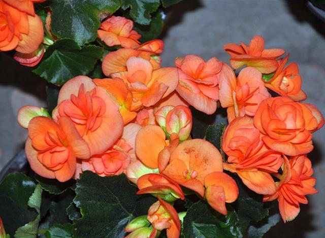 有什么花一年四季開花又好養(yǎng)的呢_四季開花好養(yǎng)_開花四季養(yǎng)花好有哪些品種