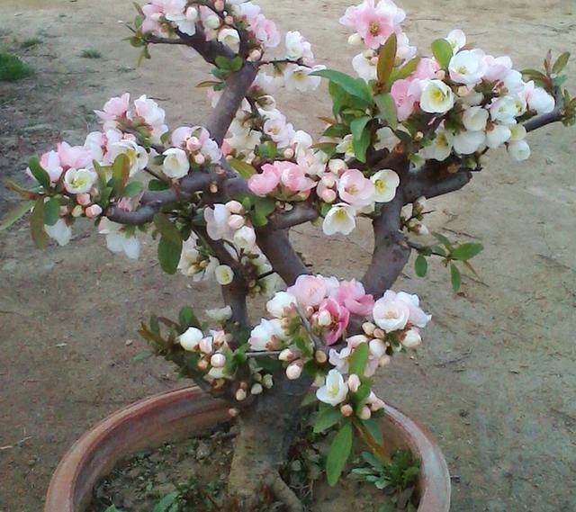 開花四季養(yǎng)花好有哪些品種_四季開花好養(yǎng)_有什么花一年四季開花又好養(yǎng)的呢