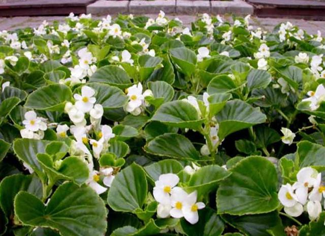 有什么花一年四季開花又好養(yǎng)的呢_開花四季養(yǎng)花好有哪些品種_四季開花好養(yǎng)