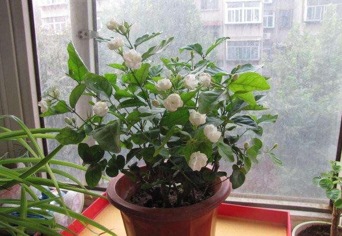 四季開花好養盆栽_四季常開好養的花_四季養的花