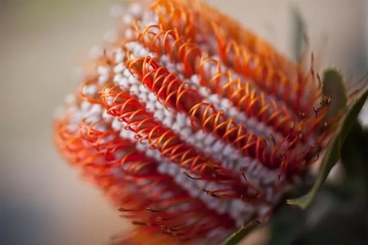 熱帶花卉植物_熱帶花卉有哪些_熱帶常見的花