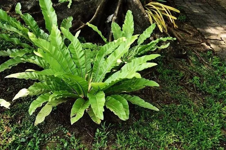 熱帶花卉有哪些_熱帶常見的花_熱帶花卉植物