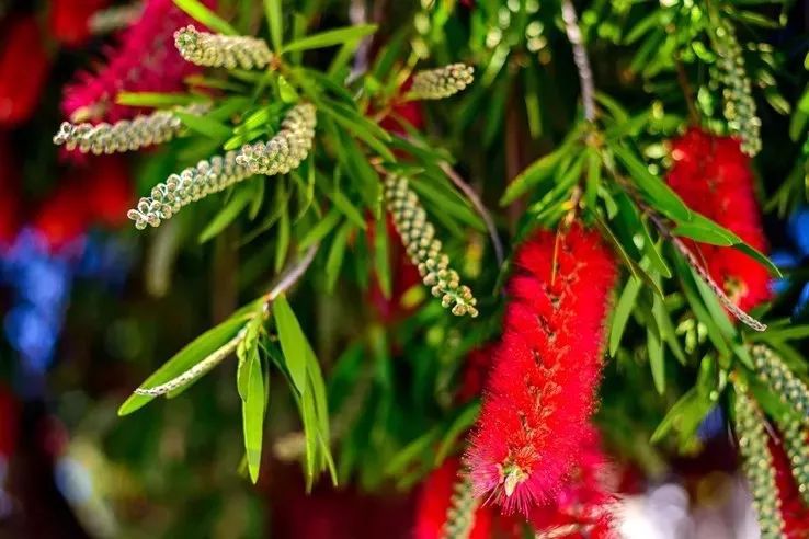 熱帶花卉有哪些_熱帶常見的花_熱帶花卉植物