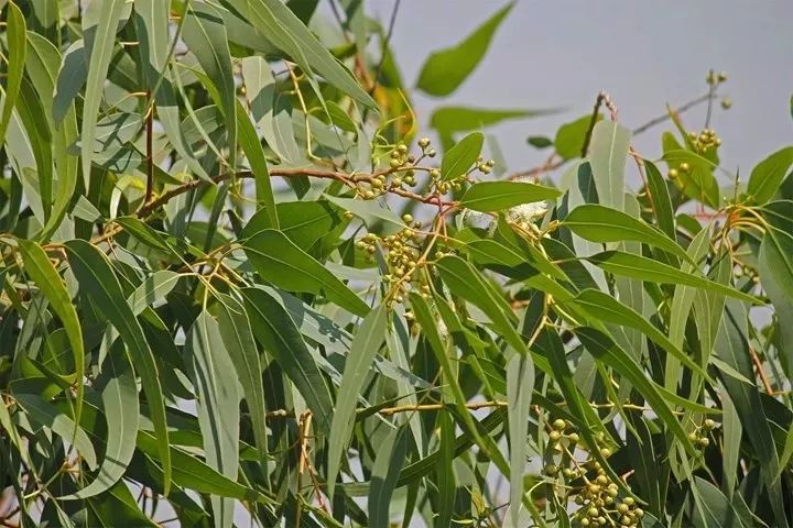 熱帶常見的花_熱帶花卉有哪些_熱帶花卉植物