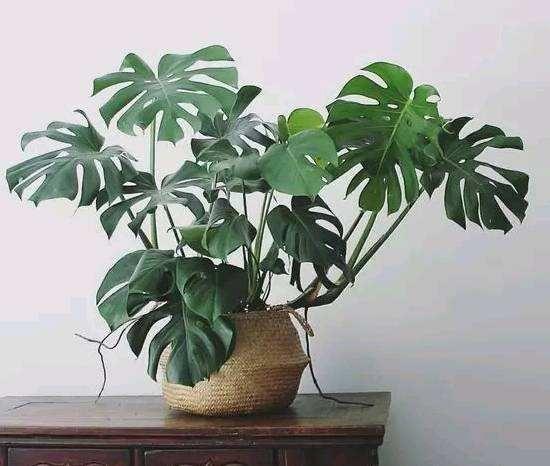 冬季室內綠植養護技巧_冬季室內綠植葉子發黃的原因_冬季室內綠植